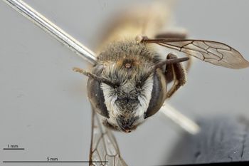 Media type: image;   Entomology 793937 Aspect: head frontal view